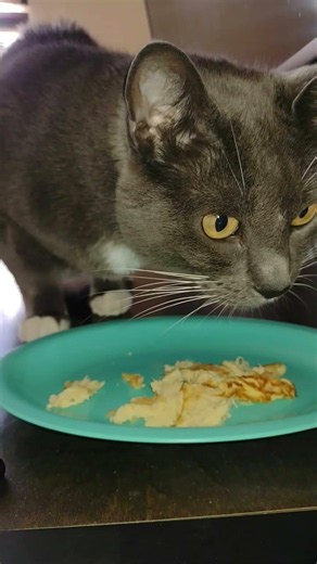 Tortita de huevo y pollo #cat #eatingcat #asmr #pets #frida