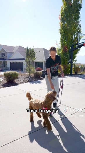 Cómo Enseñar a tu Perro a Caminar en Posición Heel