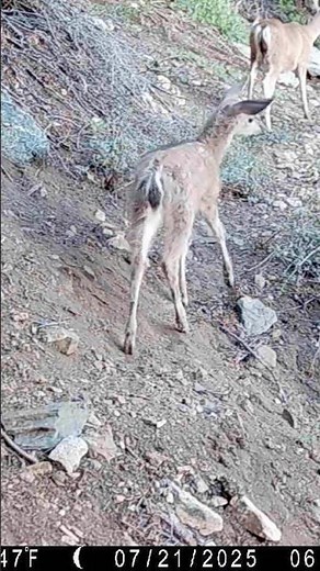 Mule Deer Fawn on Game Cam | Los Padres National Forest Hunt Zone D13 | Trail Camera Footage