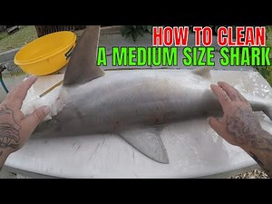 HOW TO CLEAN A MEDIUM SIZE SHARK 20 to 40 lbs ( BLACKNOSE)