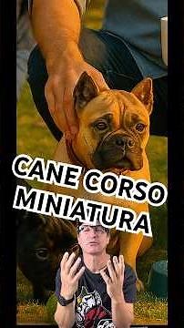 MINI CANE CORSO FOR $20,000, WOULD YOU BUY IT? #caneclubkennel #canecorso #canecorsomania #fypシ゚v...