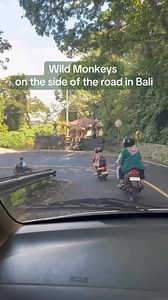 "Are wild monkeys in Bali dangerous?" 🐒🚨 Short answer—yes, they can be! While they might look cute, wild monkeys in Bali are known for being cheeky (and sometimes aggressive), especially if they think you have food. Many tourists stop to feed them, but we just kept on driving! 🚗💨 If you come across wild monkeys in Bali, here’s what you need to know: ⚠️ Don’t feed them – It encourages bad behaviour and can make them aggressive. ⚠️ Keep your belongings secure – They love snatching bags, sungla