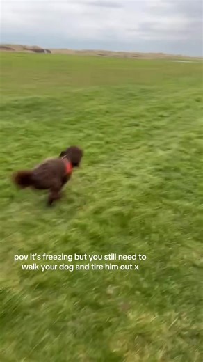 Dog walking hack during this cold weather xxxx @Ell 💫 #dogs #fyp #cockapoo #funny #dogwalk