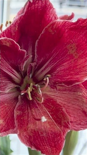 How To Plant Amaryllis Bulbs In 4 Easy Steps!