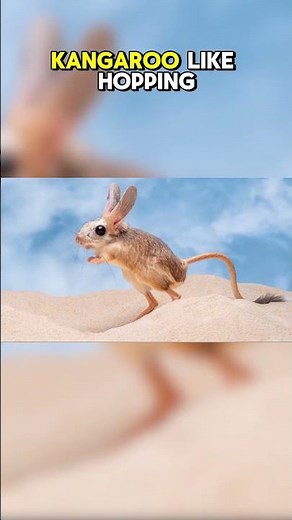 Top Ten Animals with the Most Unique Ways of Sleeping: Crepuscular Sleepers