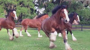 ✎ The Budweiser Clydesdales - Je les adore ! ╰▶ ORIGINAL VIDEO PAGE ® Budweiser https://www.facebook.com/Budweiser | Passion Equestre