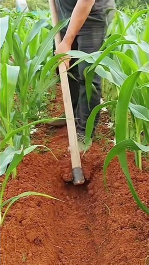 The Secret Trick to Cultivating Soil for Flourishing Corn Plants