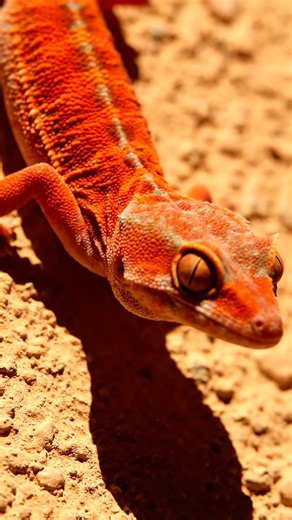 🦎✨Unbelievable Gecko World REVEALED! 🤯 Hidden Beauty Will SHOCK You!