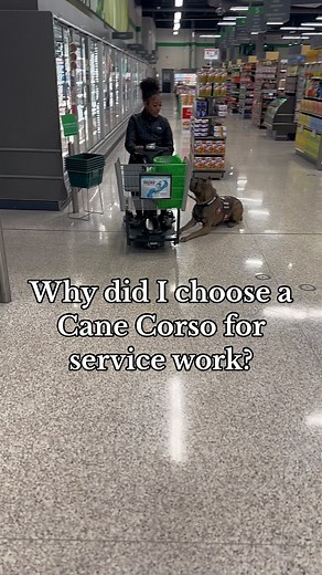 why I chose a Cane Corso for service work :) * * * #koracorso #canecorso #italianmastiff #servicedog #canecorsoservicedog #offbreedservicedog #sdit #tasktrained #tasktrainedservicedog #multipurpose #servicedogintraining #chronicillness #brindlecorso #reversegreybrindlecanecorso #brindlecanecorso #myservicedog #offbreed #epidermolysisbullosa #anxiety #postraumaticstressdisorder #ptsd #gad #mentalhealth #notalldisablilitiesarevisible #corso #canecorsopuppy #greybrindlecanecorso #brindle | Kiani La