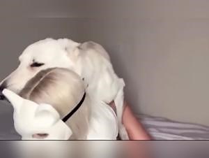 Milly & Zooskool deliver canine hell | Bestiality