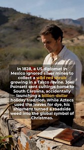 309K views · 4.9K reactions | A diplomat's discovery in Mexico changed the look of Christmas forever. #history #facts #didyouknow | The History Archives | Facebook