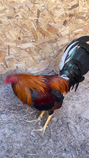 #highlightseveryone #sweater #rooster | Spring Valley Farm