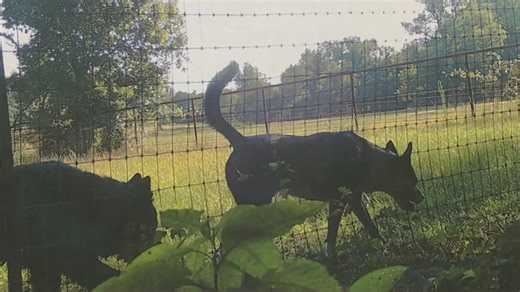 Three dogs accused in fatal mauling investigation released back to owner