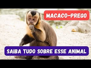 ONDE VIVE MACACO-PREGO? ELE É PERIGOSO MORDE E ATACA PESSOAS?