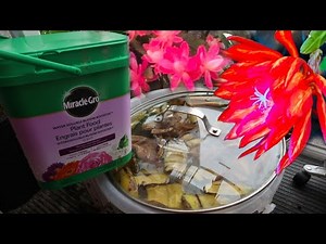 Fertilizer to stimulate night-blooming cereus and morning glory