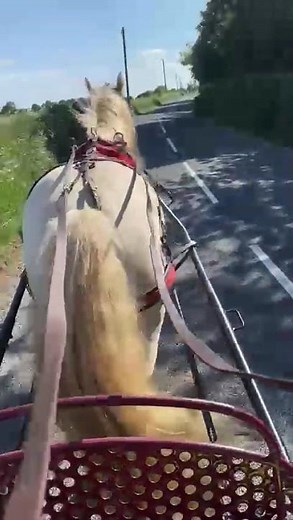15.1hh Ride and Drive Gelding