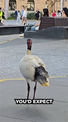 Why So Many Ibis Our Cities ?