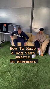 How to help a dog that reacts to movement | Southend Dog Training