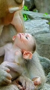 Monkey and mom ❤️❤️❤️❤️ #monkey #animals #reels #reels #cute #monkeys #baby | Amit Kumar Sahoo
