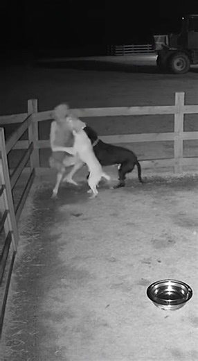 Terrifying Humanoid Tries to Enter Farm—Guard Dogs Respond | Night CCTV