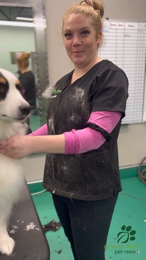 We work with dogs. | Green Leaf Pet Resort