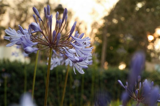 Dividing your agapanthus now would ruin everything : here’s the right moment - Netmums