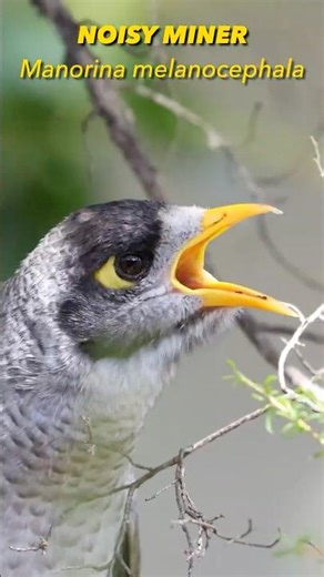 Is this the most annoying Bird Call?