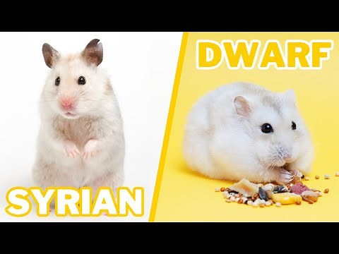 Syrian VS Dwarf Hamster Care