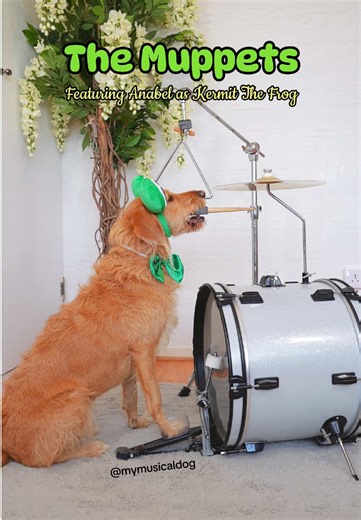 Who saw our last video where Anabel helped me sew this costume? Today she’s wearing it — Kermit the frog, ready for the Muppets 🐸💚 . . #drummerdog #dogplayingdrums #muppets #SoulDog #goodgirldiaries
