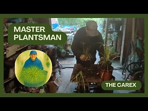 How to propagate the Carex