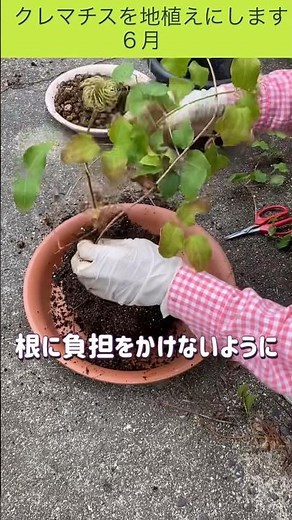 挿し木して3年以上たつクレマチスを地植えにします