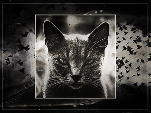 How a cat inspired one of cinema's greatest horror villains