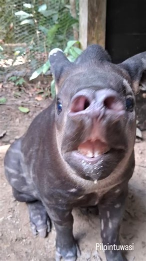 28 reactions | Lucero, our baby tapir!  just finished her milk and...