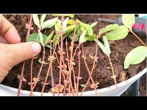 How To Propagate Haskap Plants By Cuttings Honeyberries