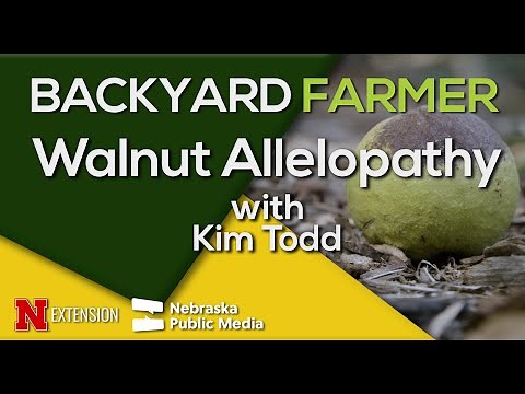 Black Walnut Toxicity Explained | How Juglone Affects Your Garden