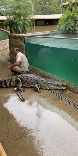 MASSIVE Crocodile Escapes Pool and Attacks Keeper #youtubeshorts #shortsfeed #survival #gonewrong