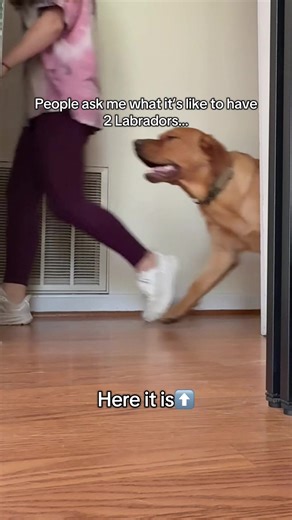 All day, every day. #labradorretriever #labrador #relatabledogs #doghumor #doglife