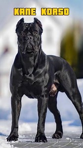 428K views · 2.5K reactions | Majestic, powerful, and protective –...