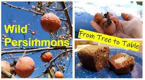 Wild Persimmons to Table: How to Make Black Walnut Persimmon Bread