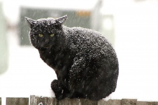 Why Is My Cat Shivering & What Should I Do? – Cat Mastermind