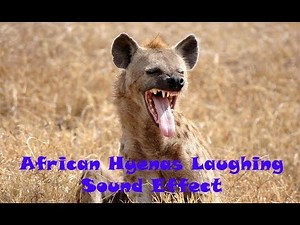Animal Sounds: African Hyenas Laughing Sound Effect
