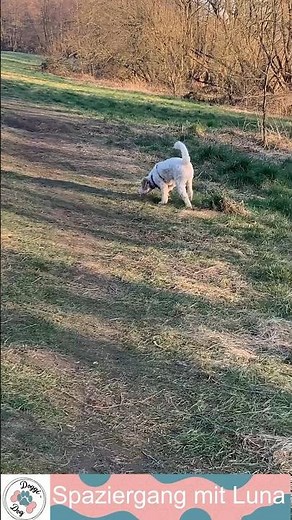 Spaziergang mit Luna Lagotto Romagnolo