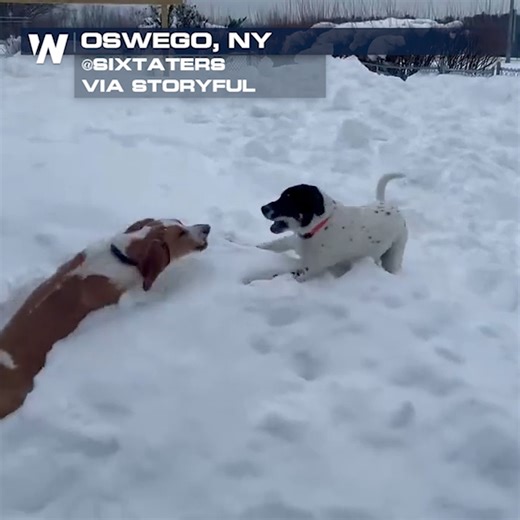 Meet Scrappy & Luna! These two pups are loving all of this snow in upstate New York! Confidence is high that they will be able to continue playing in the snow for the foreseeable future! Temps in the Northeast, however, will plummet to the single digits at times over the weekend. So maybe the pups can play inside Saturday & Sunday! | WeatherNation