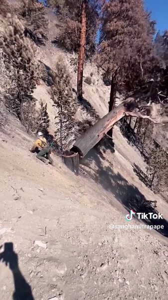 Shocking Tree Cutting Work Explained