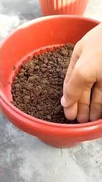 Growing Carnation from seeds!!! #gardening #organicgardener #plantingtips #beginnersgardening