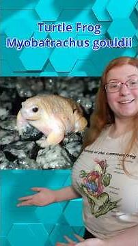 No Tadpoles Needed—Meet the Quirky Turtle Frog