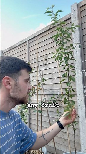 Apple tree grown from a pip - one and a half year update #garden #apple #appletree