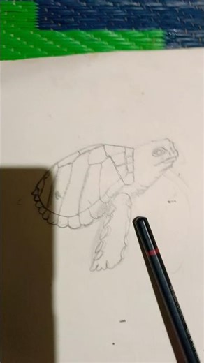 turtle drawing shortsyoutubeshorts