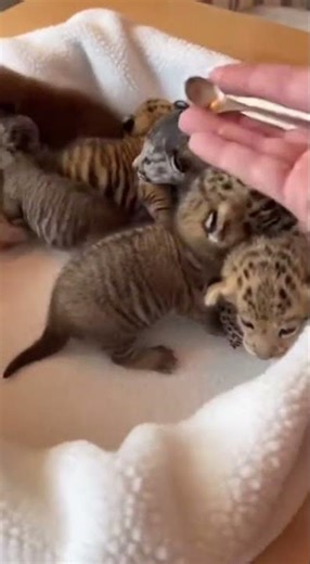 Tiny Predators: Adorable and Fragile in Human Hands #MiniWildlife #TinyPredators #ContrastInNature