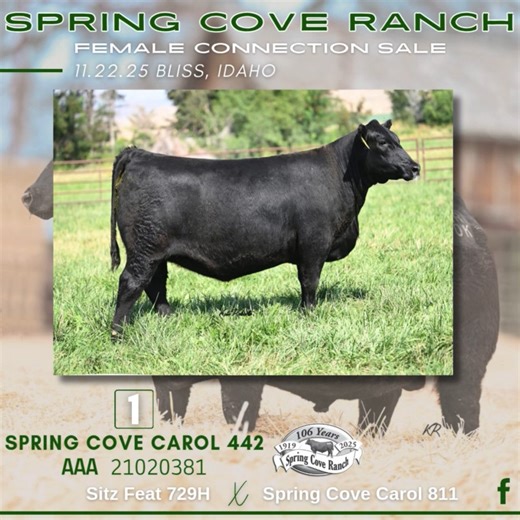 ⭐ Spring Cove Ranch Female Connection Sale ⭐ 📅 Saturday, November 22 | 🕐 1 PM MST 📍 At the Ranch – Bliss, Idaho Join us for an exciting event celebrating 106 years of Angus excellence at Spring Cove Ranch! Selling 60 registered bred heifers and 40 bred cows, plus over 200 commercial bred heifers — featuring a select group AI’d to Spring Cove Compound 12E and Sitz Essential 731J. Selling ELITE REGISTERED FEMALES plus GENETIC LOTS Guest Breeder: • Triple L Angus – Randy Lancaster, Buhl, ID 📆 E